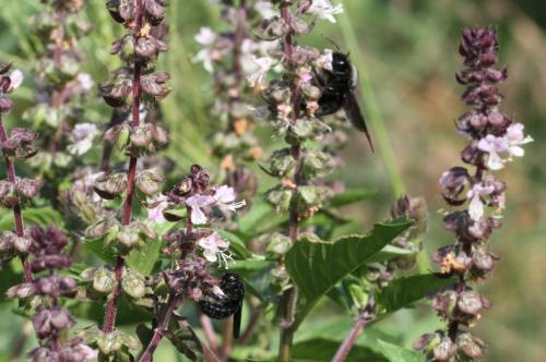 Xylocopa sp.